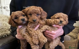 Cavapoo dogs for sale: 7 adorable puppies for sale 5 girls 2 boys  - Image 4