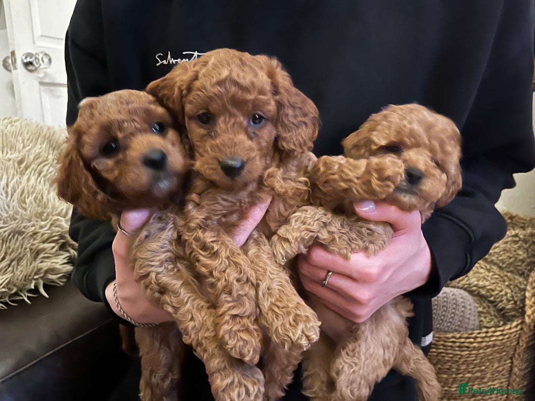 Cavapoo dogs for sale: 7 adorable puppies for sale 5 girls 2 boys  - Image 4