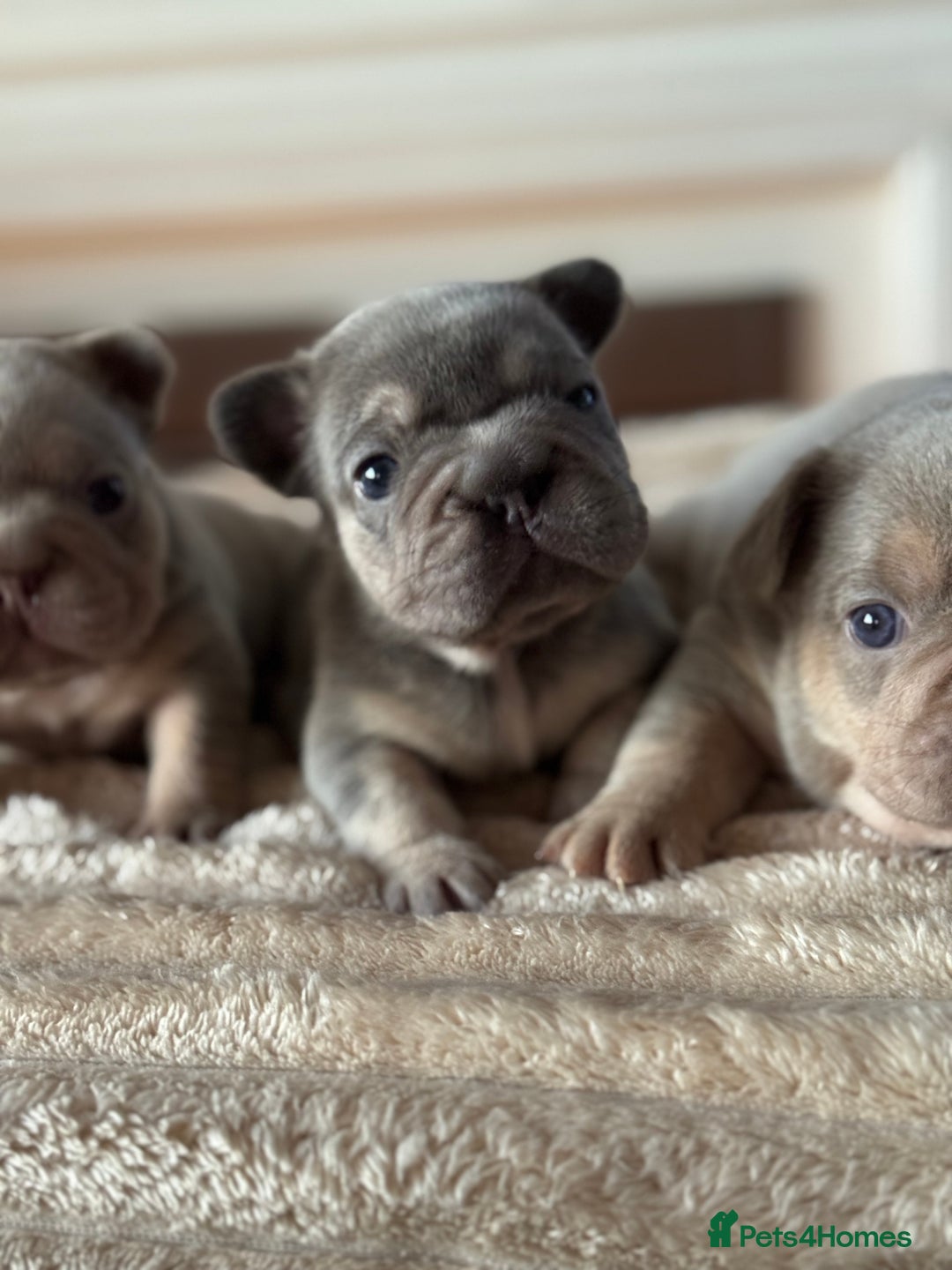 French Bulldog dogs for sale: 5 AMAZING QUALITY FRENCH BULLDOG PUPS  - Advert 17