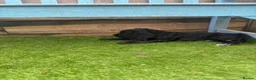 Cocker Spaniel dogs for sale: Black working Cocker Spaniel male - Advert 8