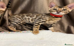 Bengal cats for sale: Adorable Bengal kittens - Image 3