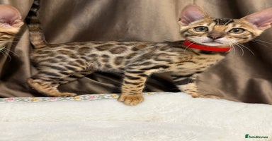 Bengal cats - Advert 4