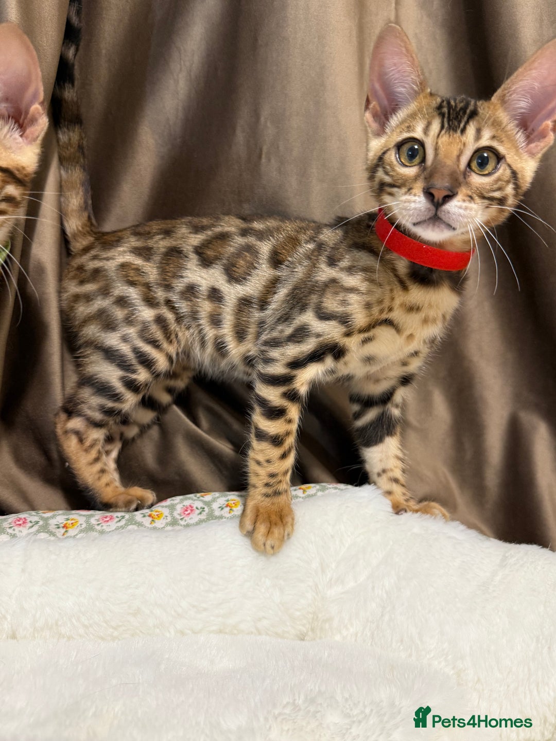 Bengal cats for sale: Adorable Bengal kittens - Image 3