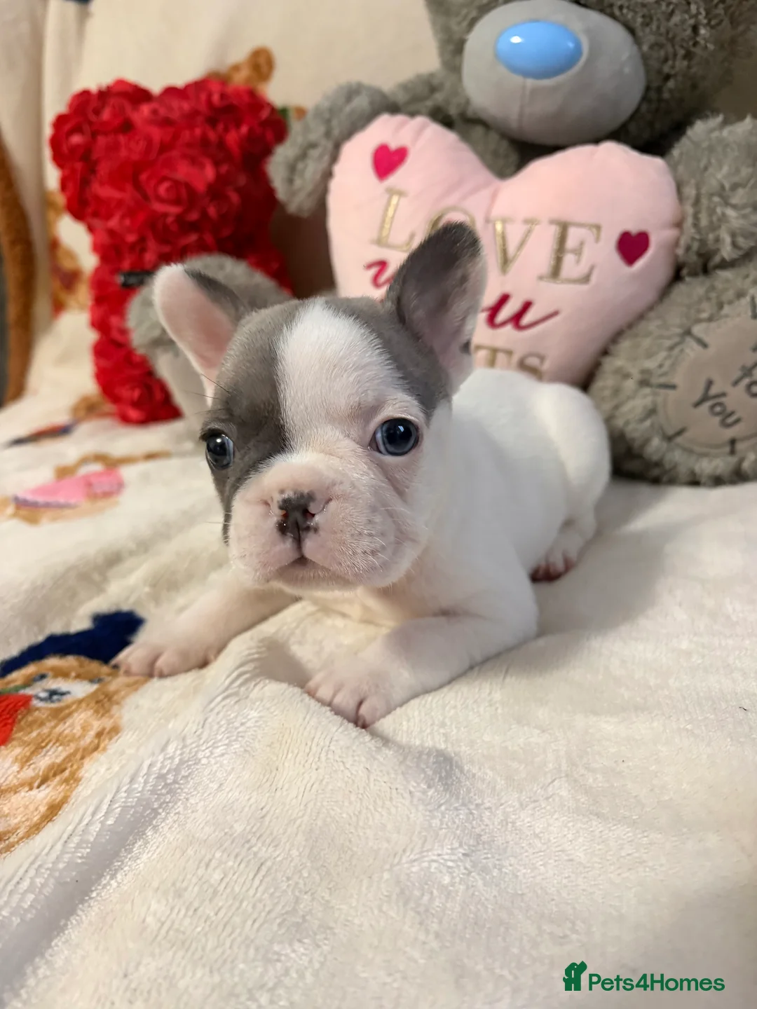 French Bulldog dogs for sale: 🏆 FRENCH BULLDOG 🏆 - Advert 21