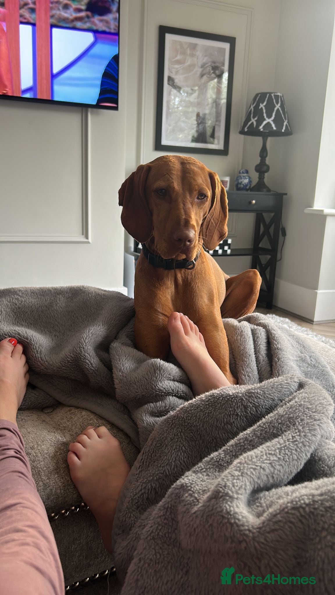 Hungarian Vizsla dogs 5 handsome Hungarian Viszla puppies for sale - Advert 1