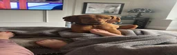 Hungarian Vizsla dogs for sale: 5 handsome Hungarian Viszla puppies for sale in Southport - Advert 1