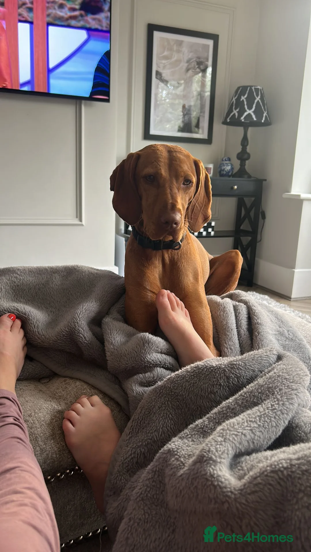 Hungarian Vizsla dogs for sale: 5 handsome Hungarian Viszla puppies for sale in Southport - Advert 1
