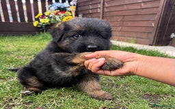 German Longhaired Pointer dogs for sale: PURE German Shepherd Puppy girl - Image 2