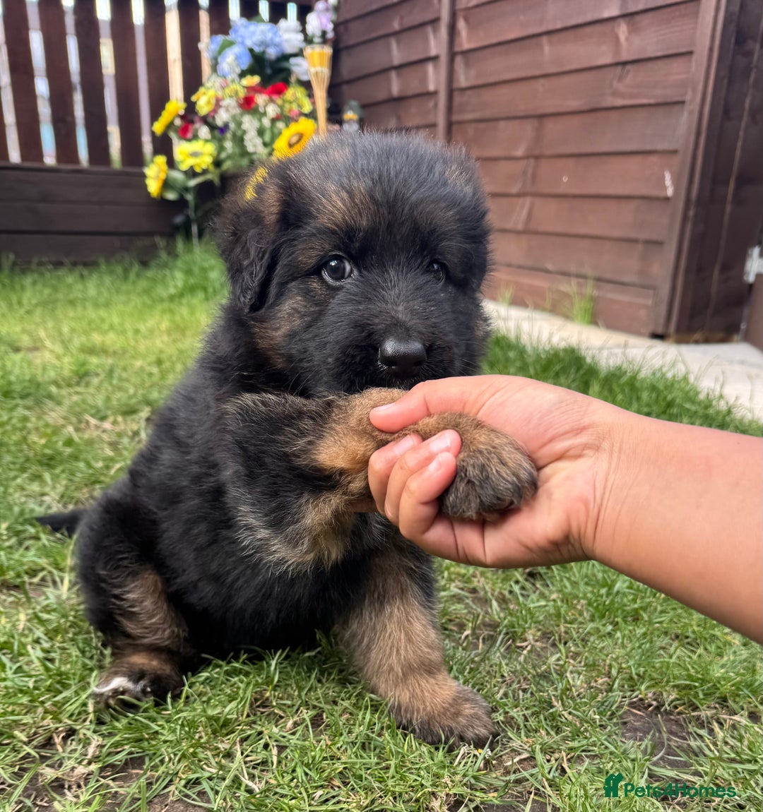 German Longhaired Pointer dogs for sale: PURE German Shepherd Puppy girl - Image 2