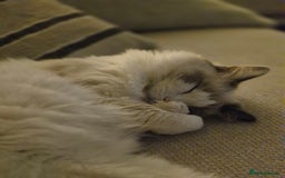 Ragdoll cats for sale: Beautiful 5 year old Ragdoll - Image 2