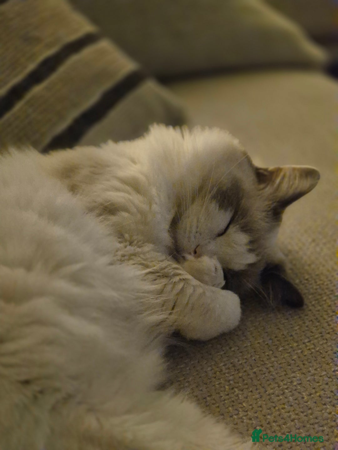 Ragdoll cats for sale: Beautiful 5 year old Ragdoll - Image 2