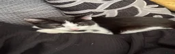 Mixed Breed cats for sale: Beautiful black white girl - Advert 2