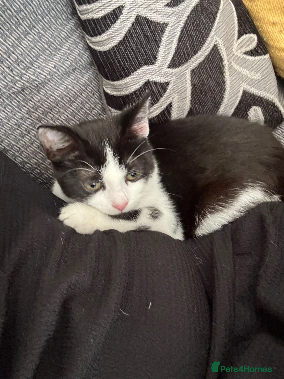 Mixed Breed cats for sale: Beautiful black white girl - Advert 2