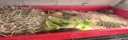Guinea Pig rodents for sale: 16 baby guinea pigs - Advert 3