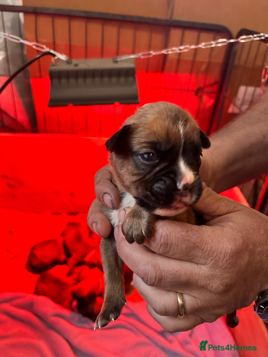 Boxer dogs for sale: Stunning boxer puppies available for forever homes - Advert 2
