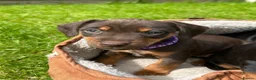 Jackshund dogs for sale: Adorable Dachshund x Jack Russell Puppies  - Advert 18