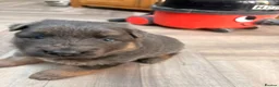 German Shepherd dogs for sale: Blue/Tan Puppies  in Dartford - Advert 29