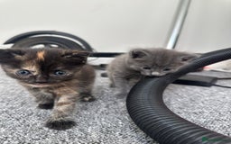 Mixed Breed cats for sale: Mixed breed domestic and Scottish fold  - Image 6