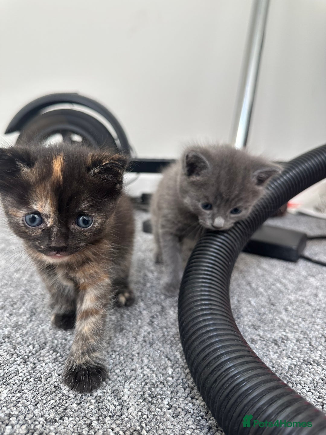 Mixed Breed cats for sale: Mixed breed domestic and Scottish fold  - Image 6