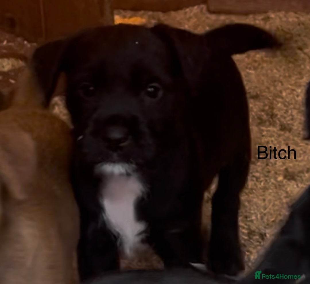 Mixed Breed dogs for sale: Patterdale x Boarder Lakeland Terrier puppies - Advert 11