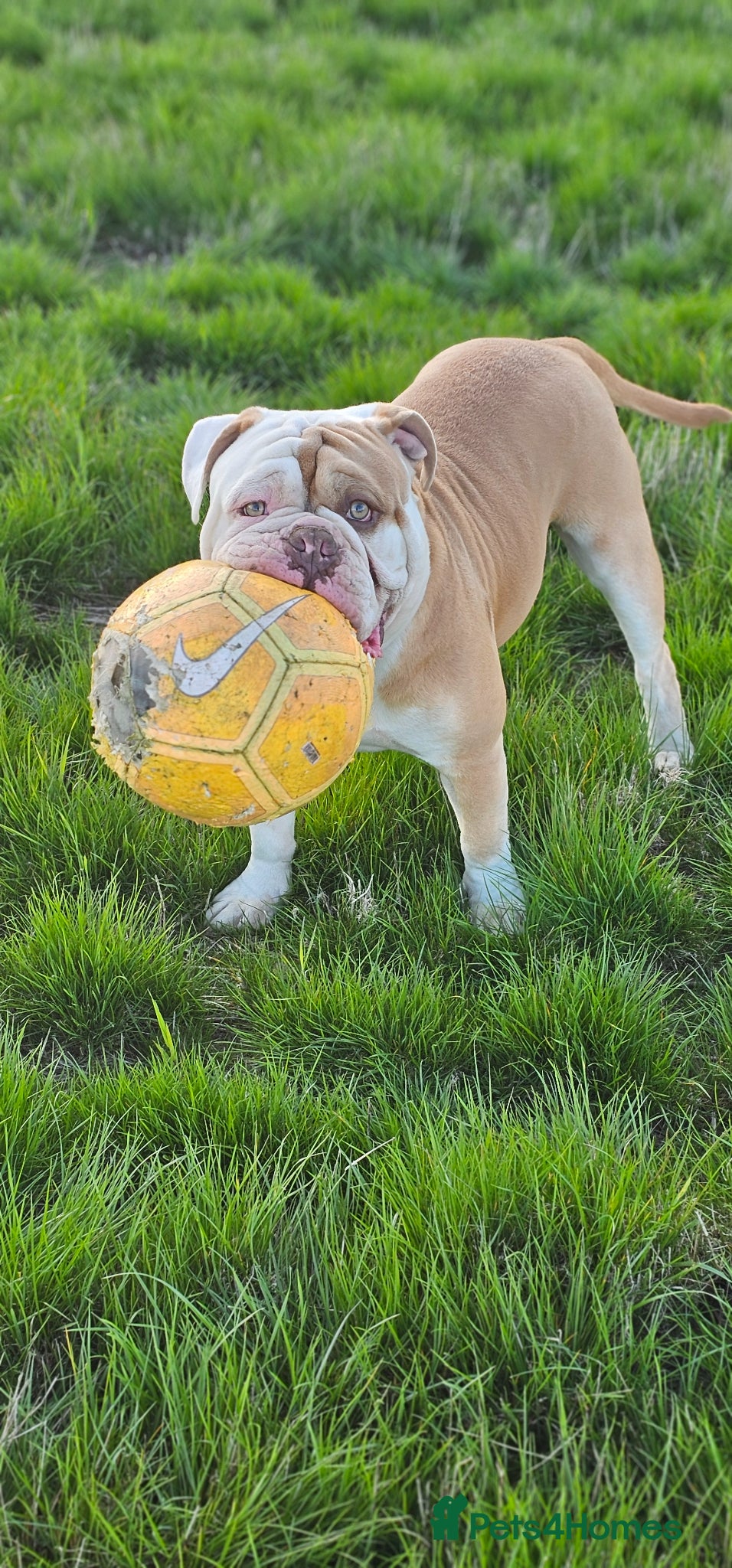 Olde English Bulldogge dogs My stunning boy aka stitch !! - Advert 3