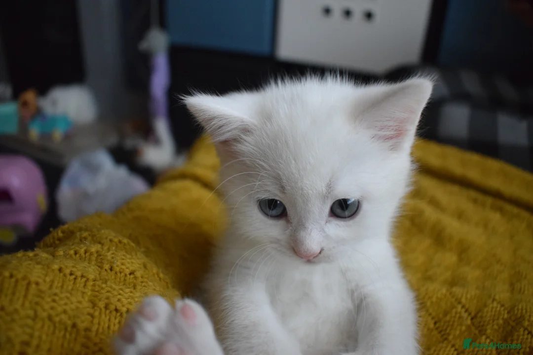 Mixed Breed cats for sale: Rare Odd Eye Mixed Breed Kitten for sale - Advert 18