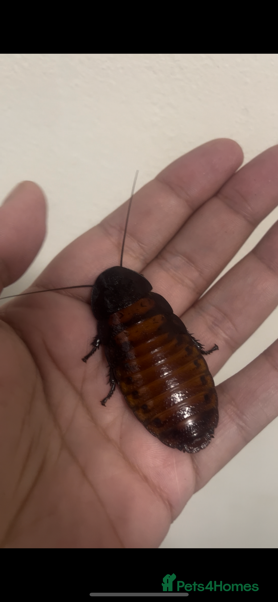 Cockroaches invertebrates for sale: Colony of Madagascan hissing cockroaches - Image 3