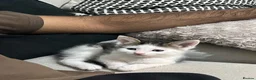 British Shorthair cats for sale: British shorthair kittens - Advert 9