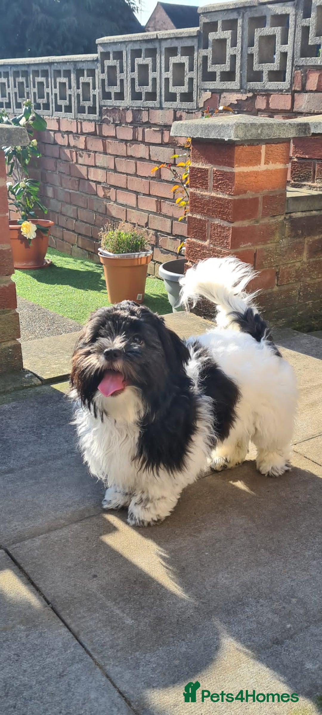 Shihpoo dogs for sale:  3 Shih Tzu Mix Pups Ready for Forever Families! - Advert 1