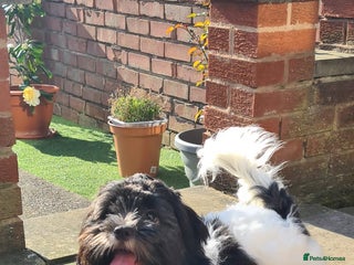 Shihpoo dogs 3 Shih Tzu Mix Pups Ready for Forever Families! - Advert 1