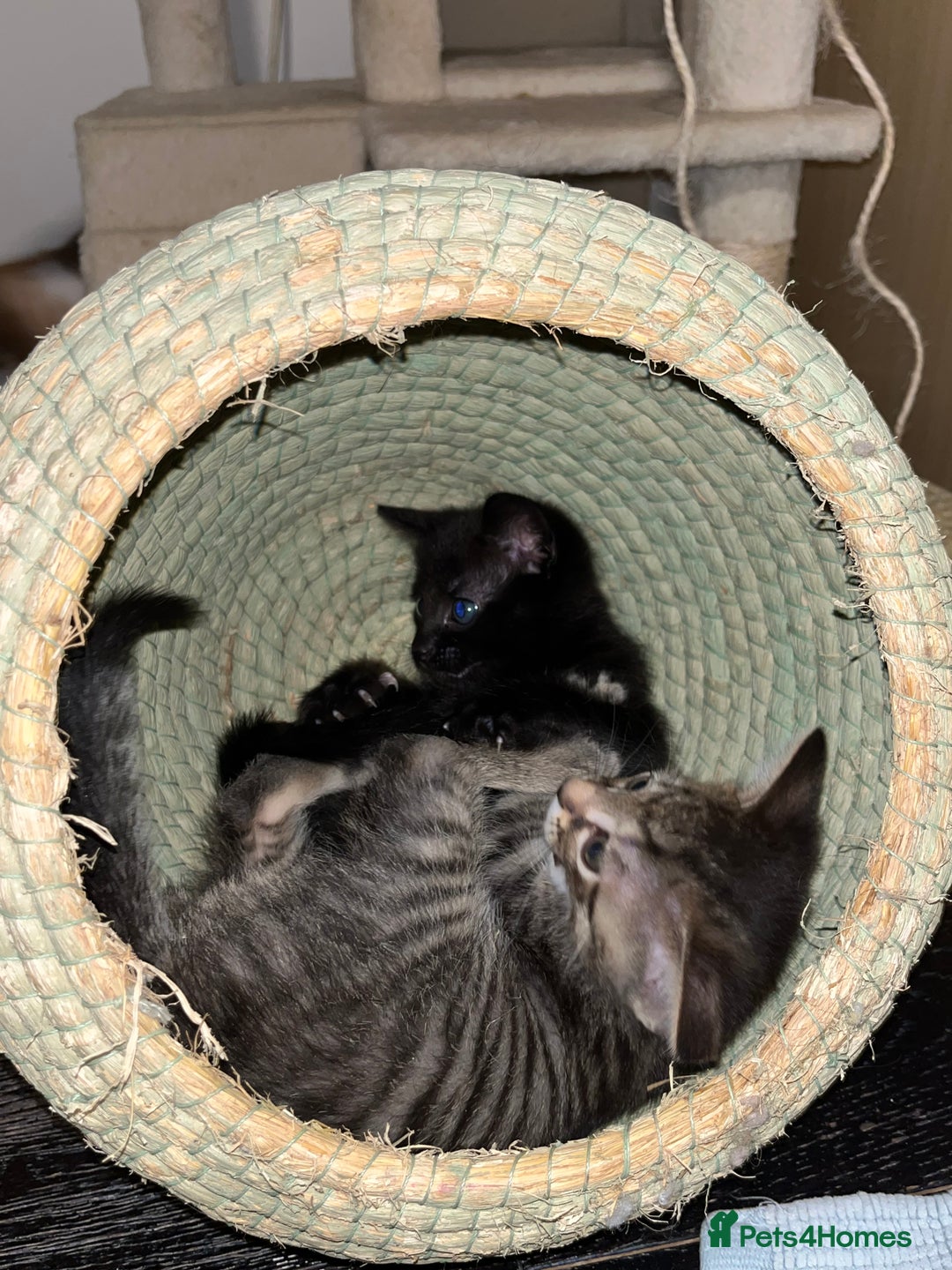 Mixed Breed cats for sale: 3 lovely kittens ready for their new homes 🥰 - Advert 9