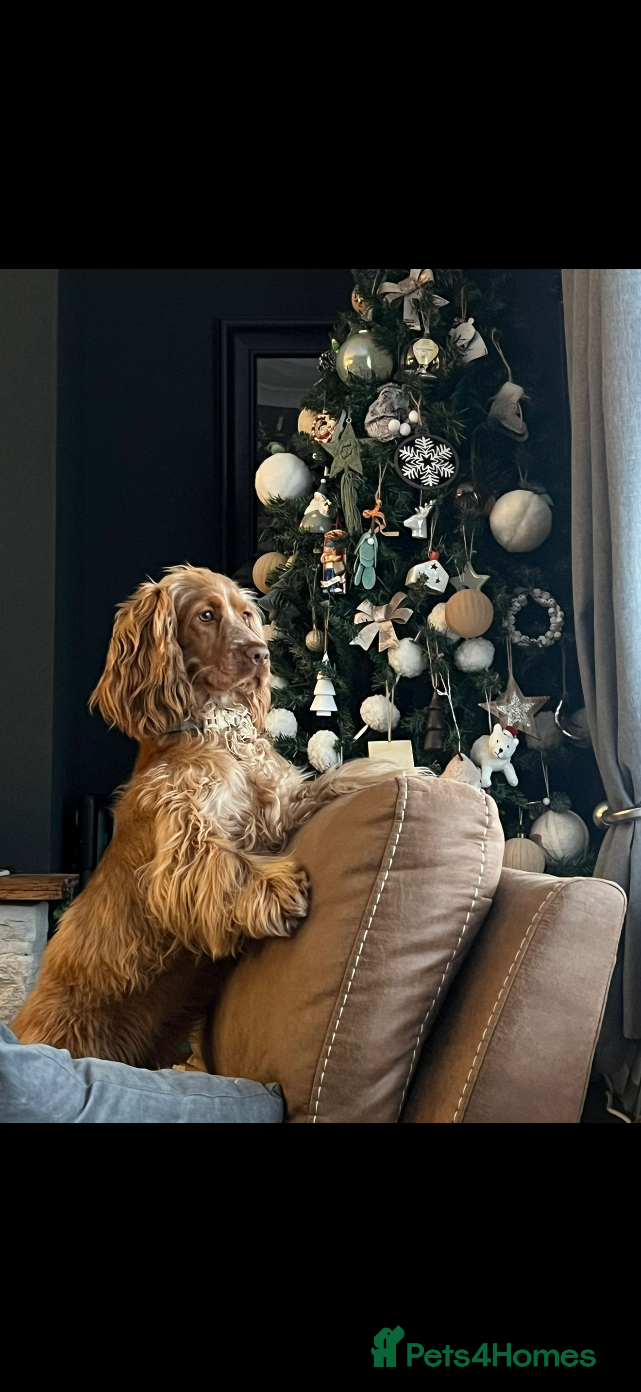 Cocker Spaniel dogs Penelope - Advert 3