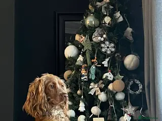 Cocker Spaniel dogs Penelope - Advert 3