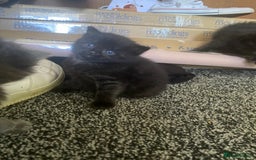 Mixed Breed cats for sale: Mainecoon and british shorthair mix  - Image 25