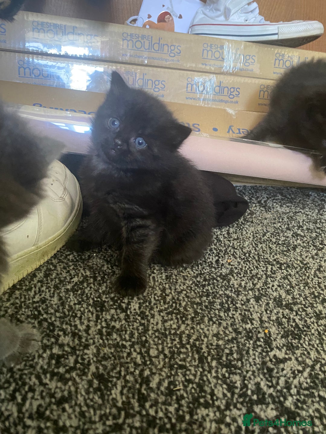 Mixed Breed cats for sale: Mainecoon and british shorthair mix  - Image 25