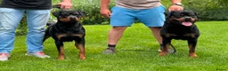 Rottweiler dogs for sale: WORLD CHAMPION CHUNKY ROTTWEILERS  - Advert 4