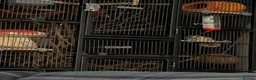 Sugar Glider rodents for sale: X2 female sugar gliders and cages for sale in Faringdon - Advert 5