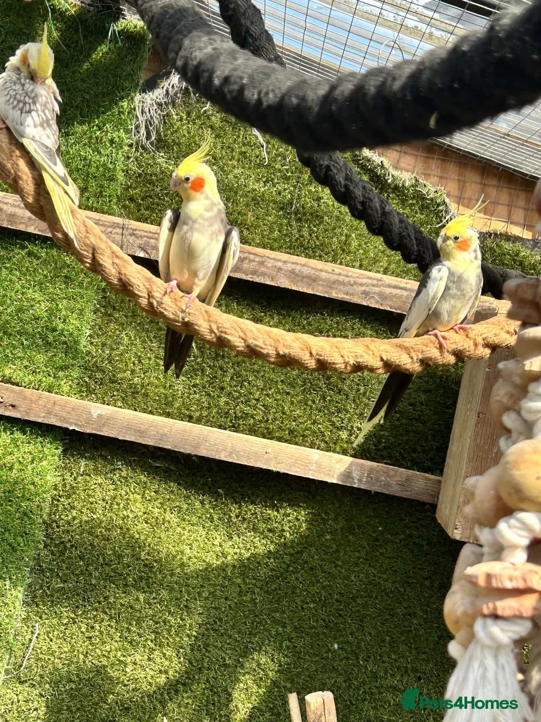 Cockatiels birds for sale: Male cockatiel  - Advert 1