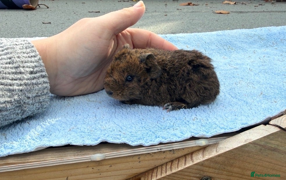 Guinea Pig rodents for sale: 3 baby boars - Advert 19