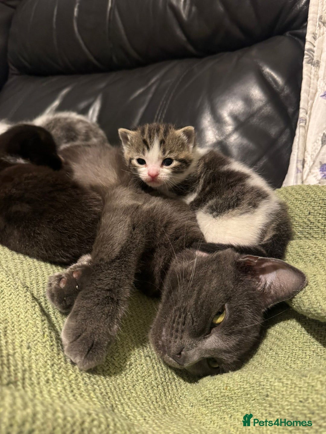 Mixed Breed cats for sale: Russian Blue x Tabby - Advert 1