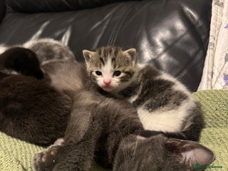 Mixed Breed cats Russian Blue x Tabby - Advert 1
