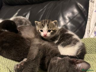 Mixed Breed cats Russian Blue x Tabby - Advert 13