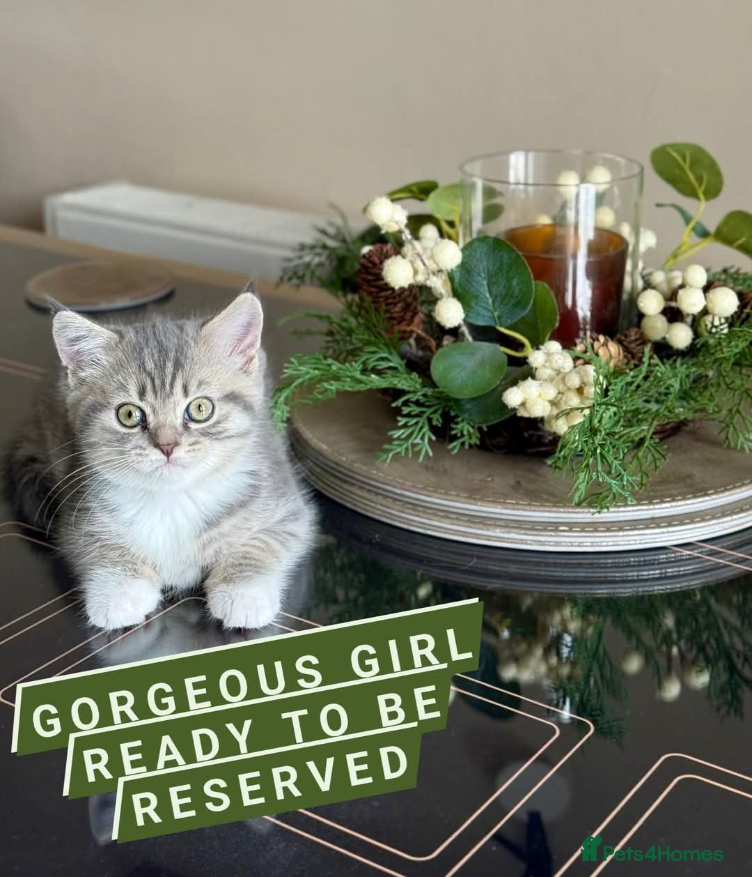 British Shorthair cats Adorable british shorthair x ragamuffin kittens - Advert 1