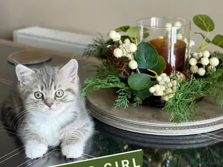 British Shorthair cats Adorable british shorthair x ragamuffin kittens - Advert 1
