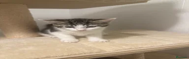 Domestic Shorthair 1- black and white