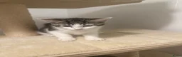 Domestic Shorthair cats for sale: 2 boys  in Gateshead - Advert 3