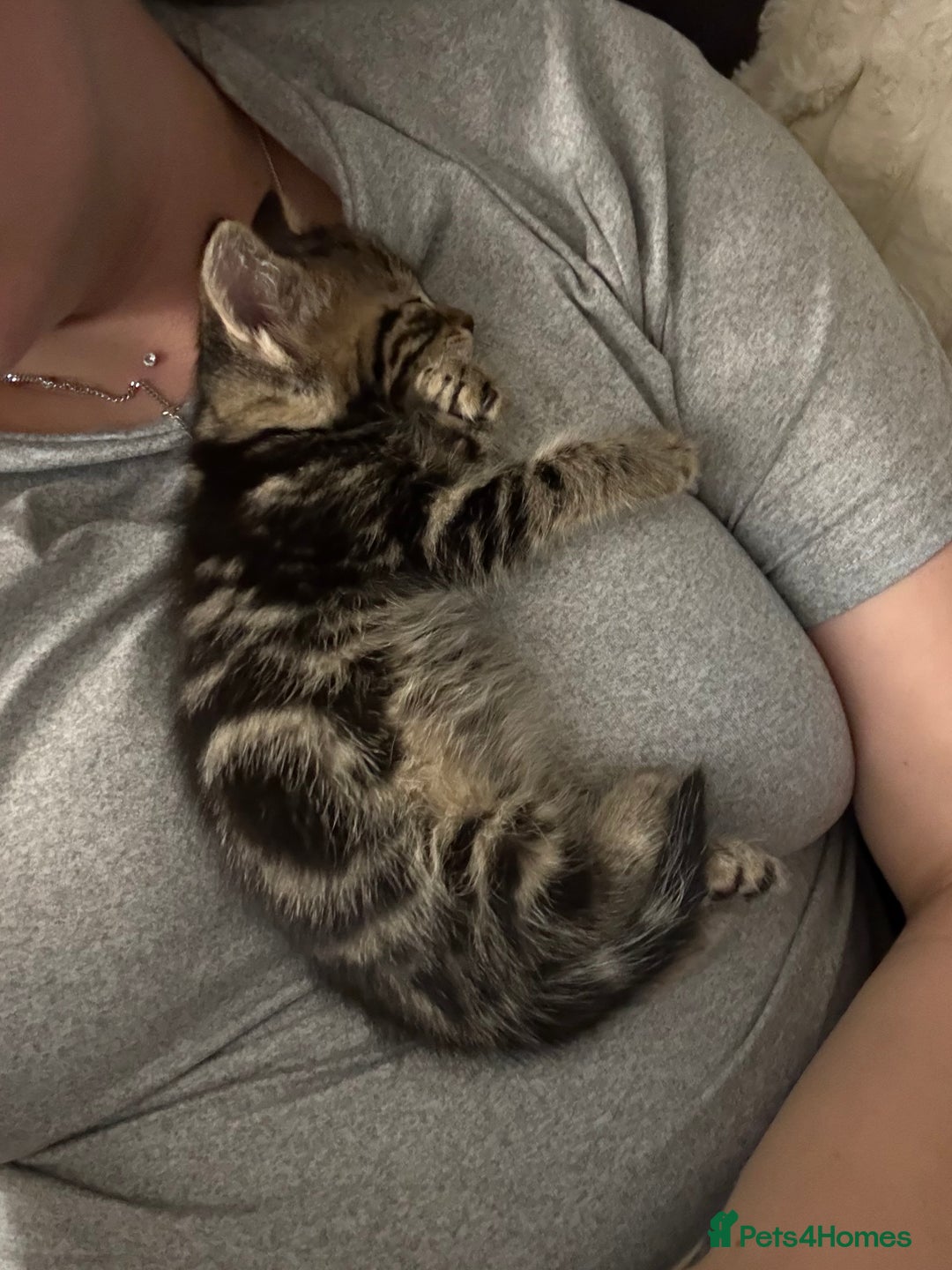 British Shorthair cats for sale: Tabby kitten - Advert 7