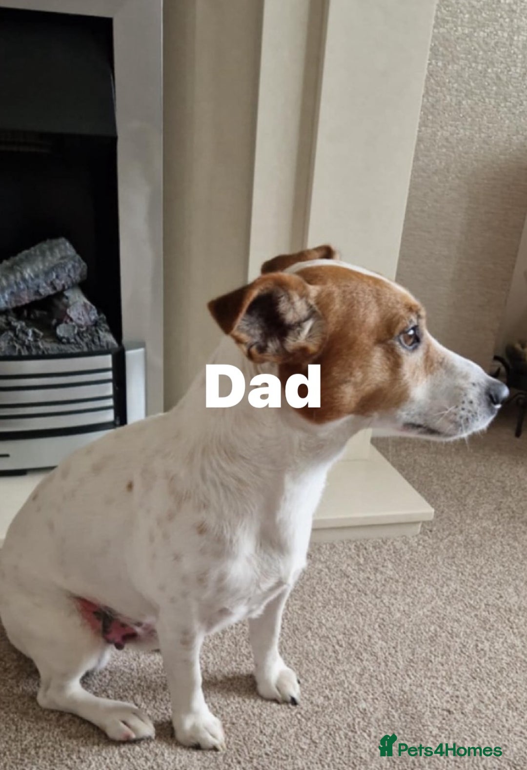 Mixed Breed dogs for sale: Parson / Jack Russell puppies - Advert 12
