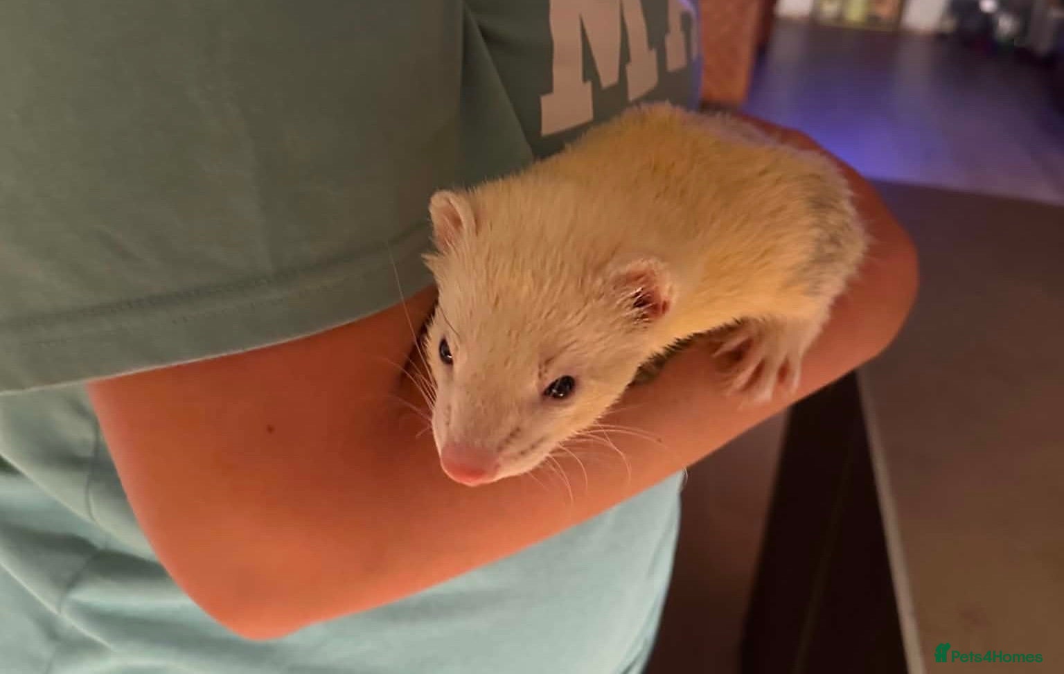Ferret rodents 3 Year old Bonded Ferrets - Friendly - Advert 2