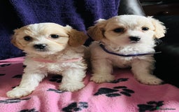Cavachon dogs for sale: Cute Cavachon puppies  - Image 13